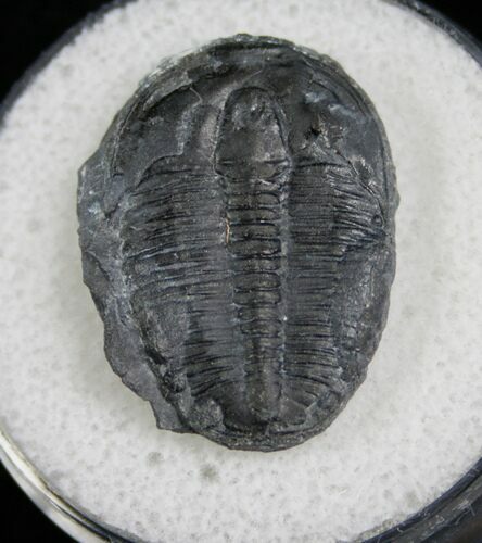 Elrathia Trilobite Fossil - Utah #6701